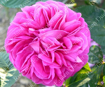 rose souvenir